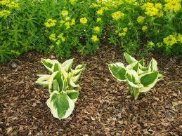 We did not find results for: Hosta And Flowering Euphorbia Plants In A Garden Border With Stock Photo Picture And Royalty Free Image Image 119459695