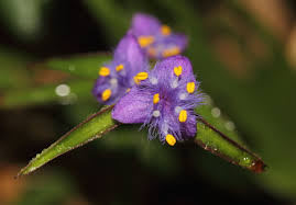 Image result for Cyanotis sp. aff. C. lapidosa