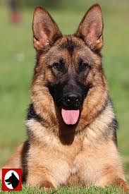 Kraftwork K9 Pro German Shepherds