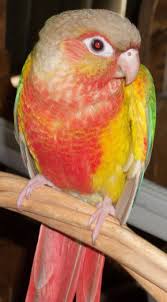 Green Cheeked Conure Facts Habitat Diet Adaptations Pictures