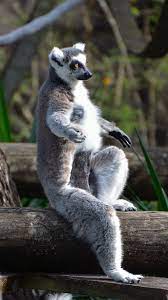 Ring Tailed Lemur A K A Lemur Catta Lemur Animals Beautiful Animals Wild