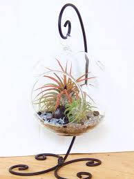 Air Plant Terrarium With Black And Silver By Graciebellasboutique In 2020 Air Plant Terrarium Air Plants Air Plant Holder
