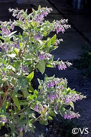 Image result for Lepidagathis plantaginea