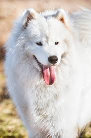 We did not find results for: White Fluffy Samoyed Dog Puppy Is Walking In Park In The Spring Nature On Dry Grass Background Samoyed Dog Front View With Smile Portrait Close Up Stock Photo Picture And Royalty Free