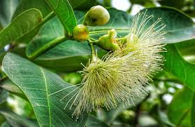 Commonly called the crabapple or crab apple tree, its fruits are edible but are often too tart and. Rose Apple Tree Flower Leaf Nature Flora Food Piqsels