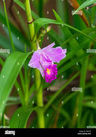 Image result for Thunbergia graminifolia