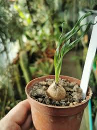 Image result for Trachyandra burkei