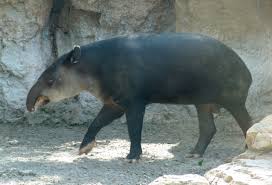 Image result for tapir