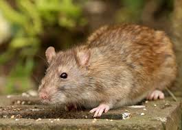 (updated) + bonus most effective products to kill canny rats buyer's poison baits and rodent traps are an effective way to remove pesky rats. Richmond Bans Rat Poison For 1 Year On All City Properties Richmond News