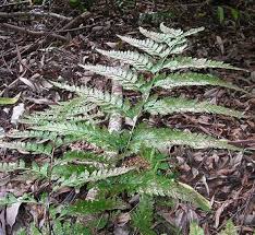 Image result for Dennstaedtiaceae