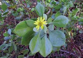 Image result for Chrysanthemoides monilifera