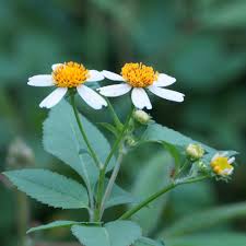 Image result for Bidens pilosa