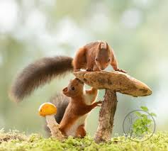 2,651 отметок «Нравится», 39 комментариев — Geert Weggen (@geertweggen) в  Instagram: «down under ©Geert Weggen #reflecti… | Squirrel pictures, Cute  animals, Animals