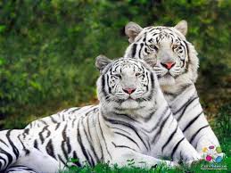3d Animal Background Hd Wallpapers Hd Wallpapers Blog Wild Animal Wallpaper Tiger Pictures White Tiger
