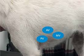 Grade iv—loud murmur that radiates widely, often including. A Practical Guide To Heart Murmurs For Veterinary Nurses The Veterinary Nurse