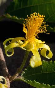 Image result for Grewia retinervis