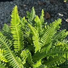Image result for Blechnum punctulatum