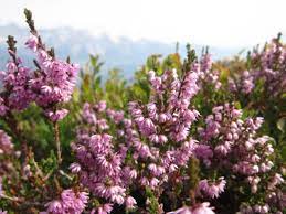 Вереск обыкновенный (calluna vulgaris l.). Veresk Na Sadovom Uchastke Uhod Vyrashivanie Razmnozhenie Poleznye Svojstva Foto Botanichka Ru