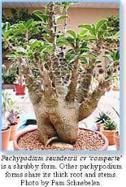 Image result for Pachypodium