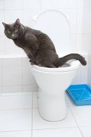 Apprendre A Son Chat A Aller Aux Toilettes 7 Etapes Toilette Pour Chat Abri Pour Chat Conseils Pour Chat