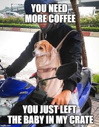 Cute Dog Meme Dog Memes Cute Dogs Best Small Dogs