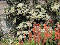 International ranking of life expectancy in 179 countries including summary by continents. Climbing Hydrangea Care Growing Tips Horticulture Co Uk