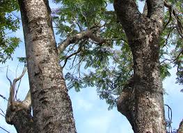 Image result for Erianthemum schelei