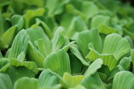 Image result for Pistia