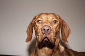 Image result for maďarský krátkosrstý ohař