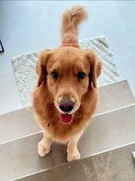 Hello everyone, I want feed my cane corso with raw, but I have a small  child at home and the vet told me that she wouldn't advice it because of  the salmonella