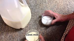 Cow milk or haldi doodh ke fayde jo aapko nahi pite to aap doodh pine ke fayde jaan kar aaj se hi doodh pina start kar dege. Importance Of Camel Milk Watch Video By Dawnnews