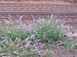 Image result for Buddleja pulchella