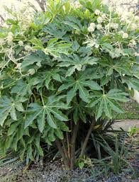 They're among the most architectural of plants, being evergreen shrubs. Top 8 Great Small Evergreen Shrubs Garden Challenger Fatsia Japonica Evergreen Shrubs Big Leaf Plants