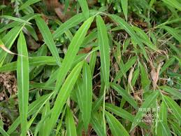 Image result for Microstegium fasciculatum
