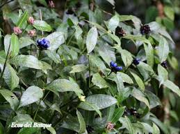 Image result for Psychotria articulata