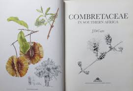 Image result for Combretum coriifolium