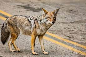 Coyotes: We Can't Beat 'Em, But We Can Do This - Pasadena Humane