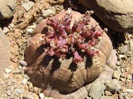 Image result for Euphorbia papillosicapsa