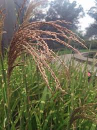 Image result for Miscanthus sinensis Zebrina