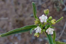 Image result for Gisekia