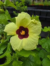 Image result for Hibiscus calyphyllus