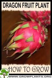 If temperatures are below 65 degrees f. Dragon Fruit Plant How To Grow Care