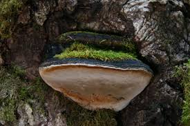 Image result for Phellinus gilvus