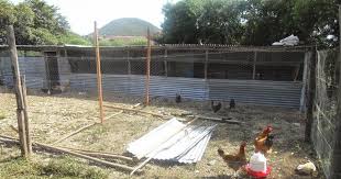 Image result for mabanda ya kuku