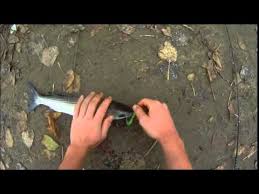 Mulet Au Leurre Souples Youtube