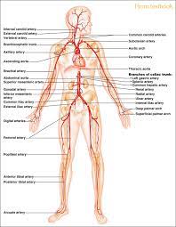 Describe the waveforms and pressures that are seen in each anatomical location during insertion of a pulmonary artery catheter. 32 Label The Major Arteries And Veins Labels For Your Ideas