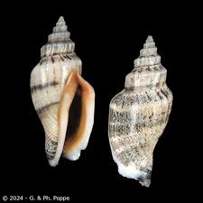 Image result for Canarium