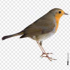 Pin By Png Drive On Birds Png Image Psd Texture Png Images Bird