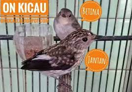 Perbedaan burung cockatiel jantan dan betina selanjutnya adalah yang. Ciri Ciri Perbedaan Burung Decu Kembang Jantan Dan Betina On Kicau