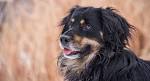 Bernese Mountain Dog Mix Breed Dogs - Big Mixes With Big ...